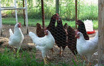 chickens_18wksb.jpg chickens_18wksb.jpg