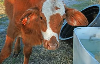 And Now We Have Cows