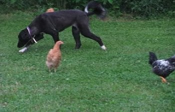 Free Ranging The Chickens