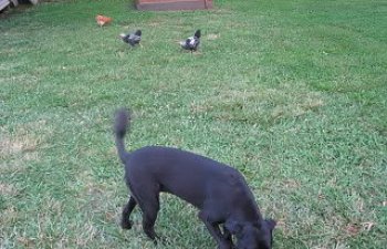 chickenfreeranging008.jpg chickenfreeranging008.jpg
