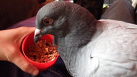 DSCF5930.JPG