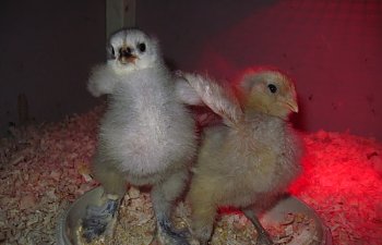 chicks009-1.jpg