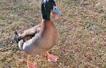 IMG_2495.jpg IMG_2495.jpg