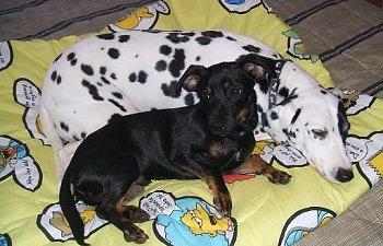 TPonnewblanket.jpg TPonnewblanket.jpg