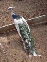 2 year old Silver Pied_2.jpg