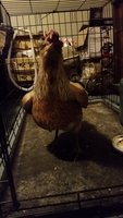 20180520_161726.jpg