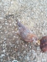 20180521_084344.jpg