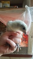 20180516_184746.jpg 20180516_184746.jpg