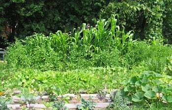 Garden-Overall.jpg Garden-Overall.jpg