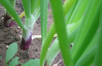 Garden-Onions.jpg