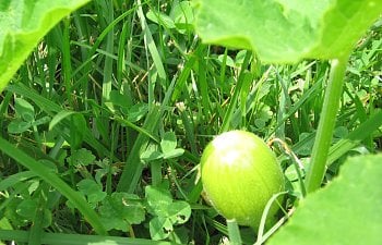 Garden-Pumpkin.jpg Garden-Pumpkin.jpg