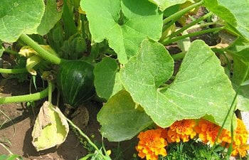 Garden-Squash.jpg Garden-Squash.jpg