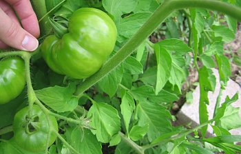 Garden-Tomtatoes.jpg