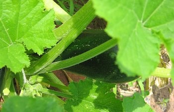 Garden-Zucchini.jpg Garden-Zucchini.jpg
