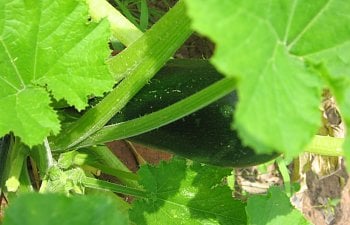 Garden-Zucchini.jpg