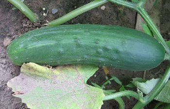 Garden-Cucumber.jpg Garden-Cucumber.jpg