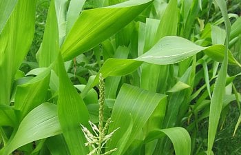 Garden-Corn.jpg Garden-Corn.jpg