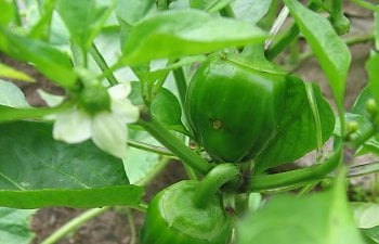 Garden-Bellpepper.jpg Garden-Bellpepper.jpg