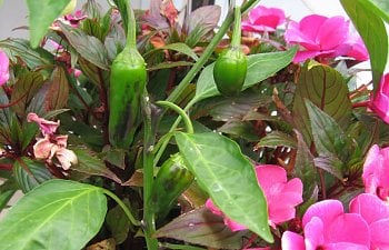 Peppers-Impatiens.jpg