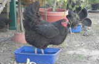 chickensandduckSept2008042.jpg