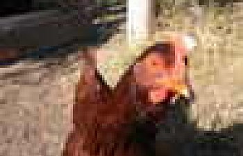 Chickens11-05-07001.jpg