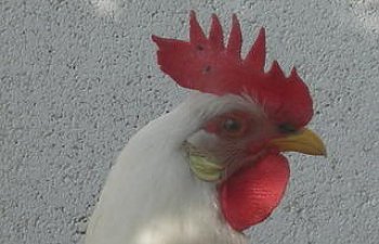 ChickensDec2008004.jpg
