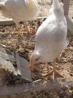 20180521_180247.jpg