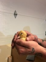 Attach13056_20180521_232528.jpg