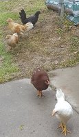 chickens pic II.jpg