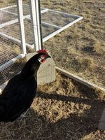 magicchicken.jpg