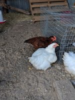 IMG_20180522_185211.jpg
