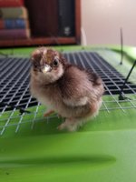 20180522_181441.jpg