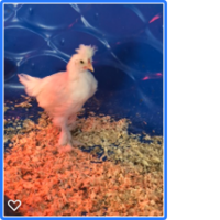 Chicken Polish.png