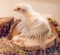5 white wings fritzi 1 week.jpg