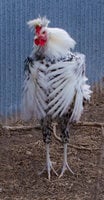 5-12 Flugel  wings (3 of 1).jpg