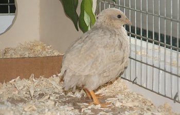 2009_0221quails0012.jpg