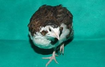 Coturnix Adults Pictures