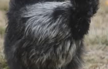 chick_mule016.jpg chick_mule016.jpg