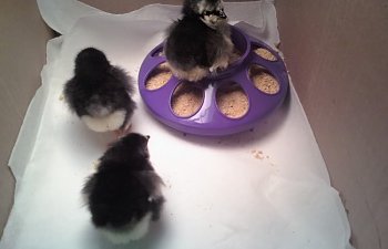 3bachicks.jpg 3bachicks.jpg