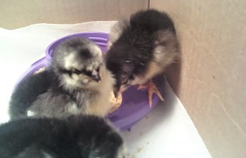 3bachicks2.jpg 3bachicks2.jpg
