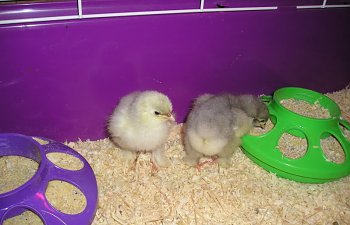 cochins3days.jpg cochins3days.jpg
