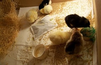 chicks3.jpg chicks3.jpg