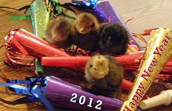 108549_nyd_hatch_happy_new_year.jpg 108549_nyd_hatch_happy_new_year.jpg
