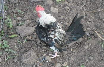 IMG_0006.jpg
