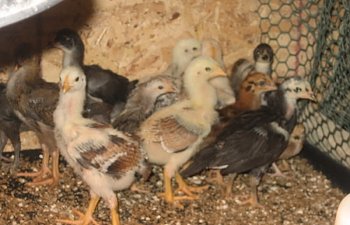 MyChicken011.jpg