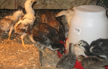 MyChicken033.jpg MyChicken033.jpg