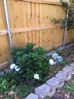 Hydrangea 2018.jpg