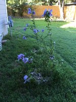 Rose of Sharon 2018.jpg