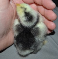 Mottled Cochin green band back.jpg Mottled Cochin green band back.jpg
