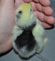 Mottled Cochin white band back.jpg Mottled Cochin white band back.jpg